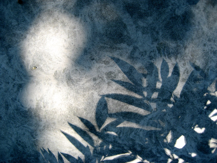 image of leaves as shadows